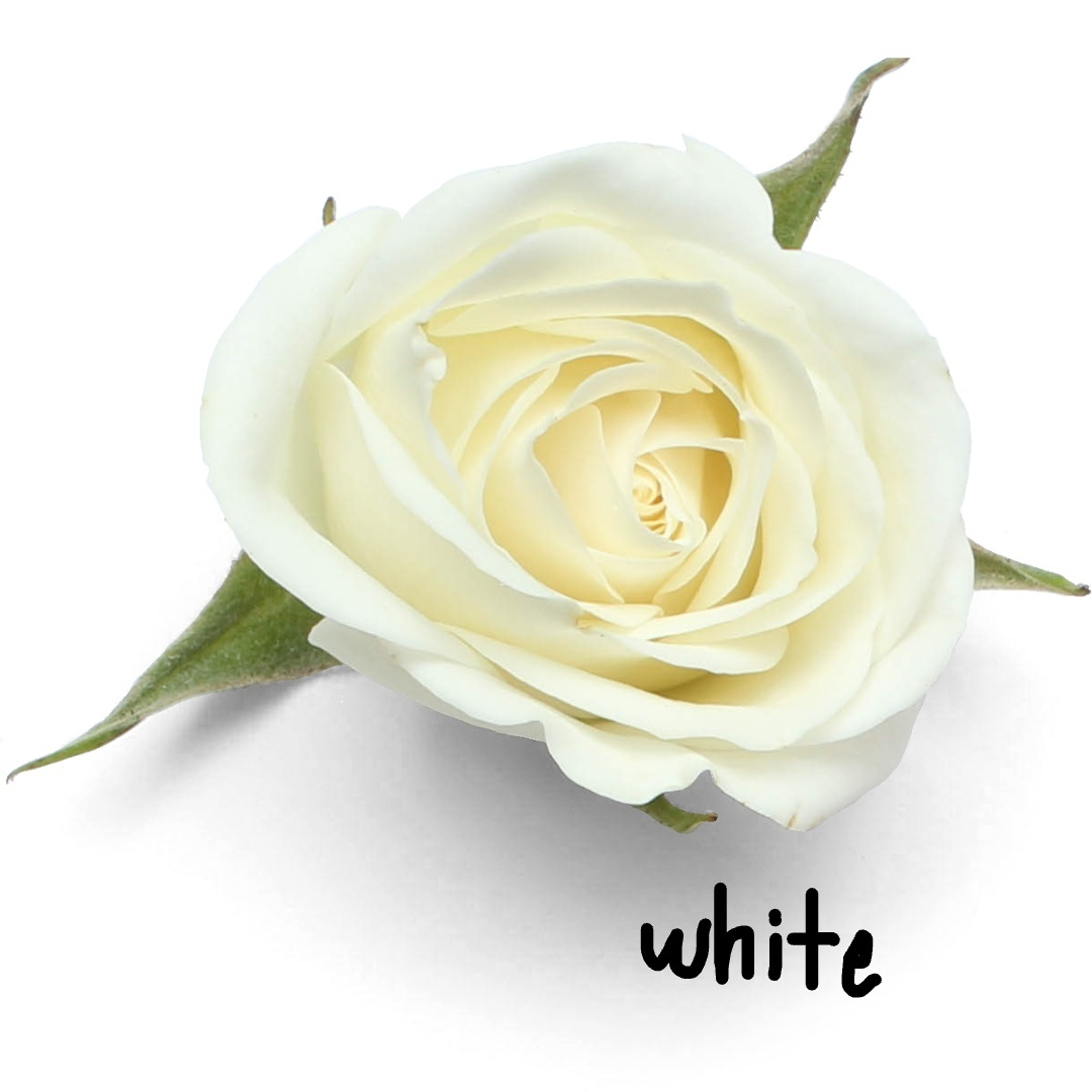 single stalk white rose in sleeve with water tube for corporate gifting singapore kallang florist online delivery
