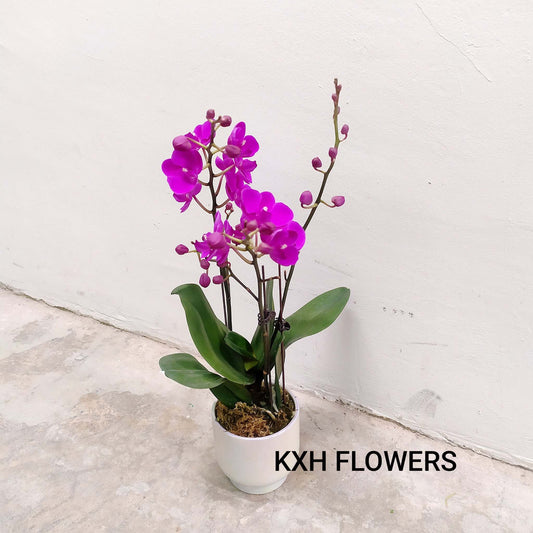 potted double stem mini phalaenopsis orchids singapore florist free delivery