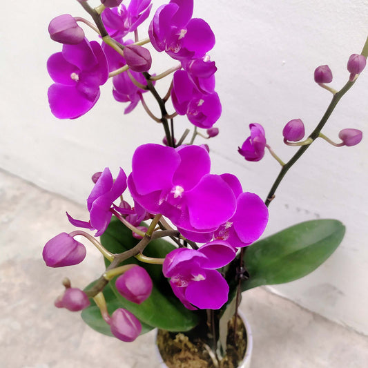 potted mini purple phalaenopsis orchids moth orchids florist singapore delivery