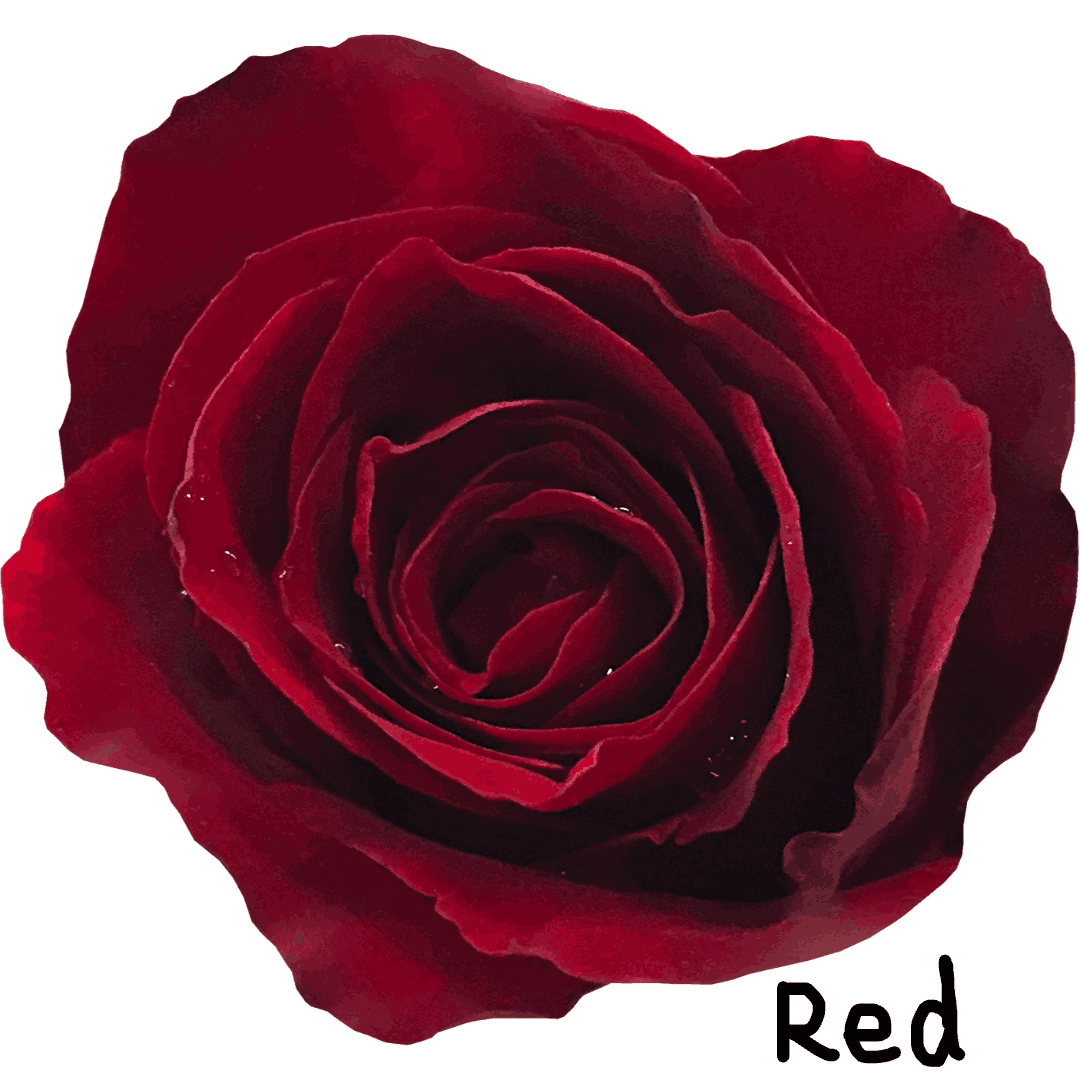 red rose