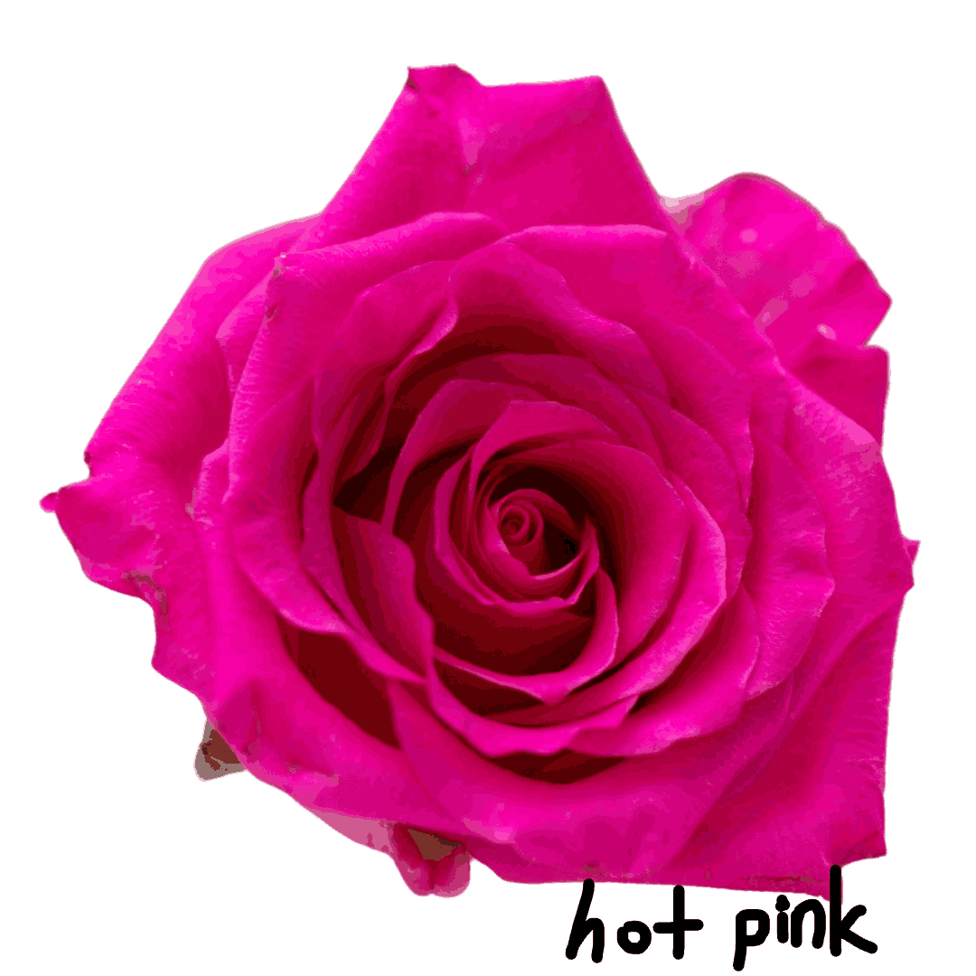 corporate gift bulk order single hot pink rose in sleeve and water tube