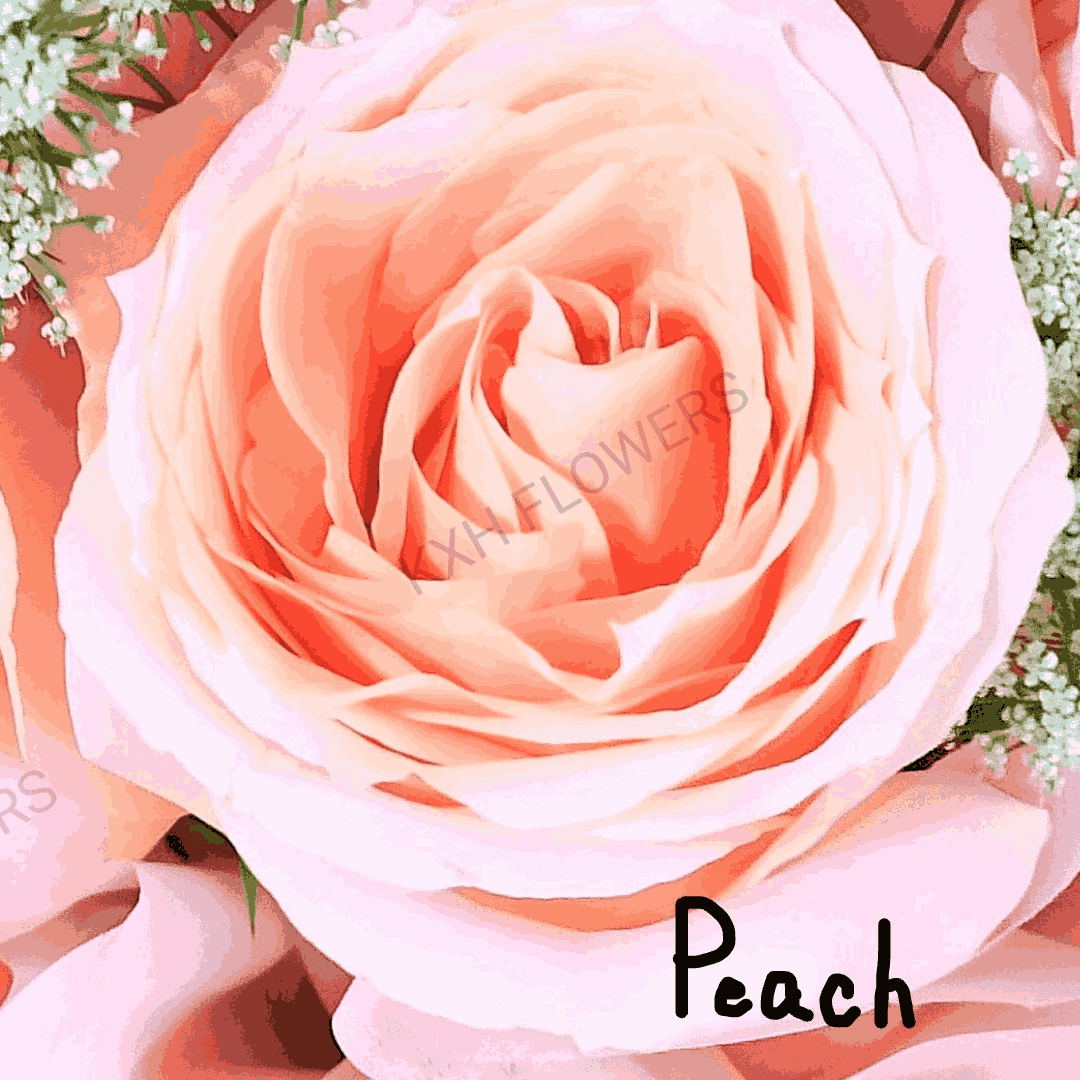 single stalk peach rose champagne rose in protective sleeve and water tube corporate order singapore kallang florist delivery