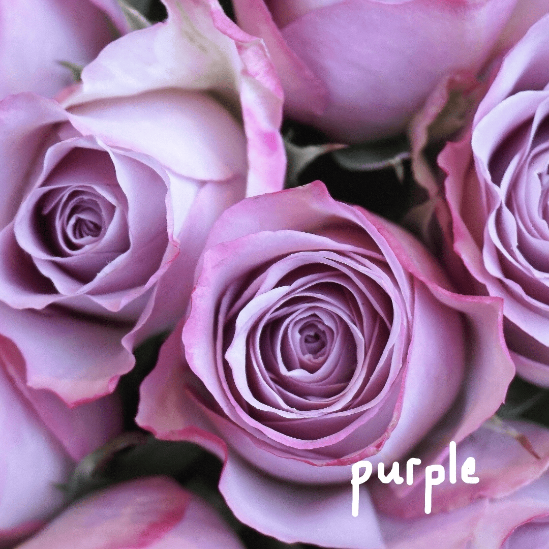 single stalk purple rose for bulk order corporate gift singapore comes with sleeve and water tube