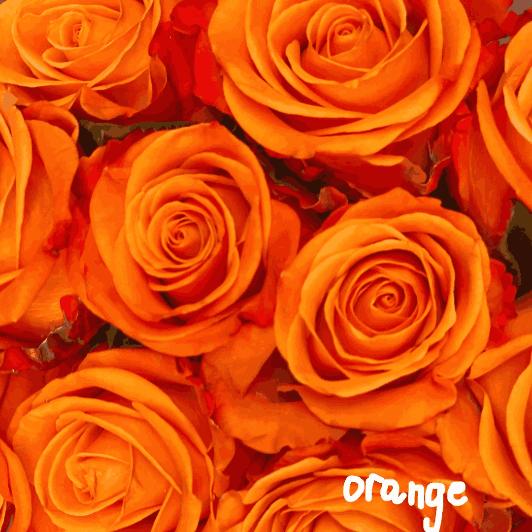 single rose orange corporate order singapore gifting kallang florist delivery