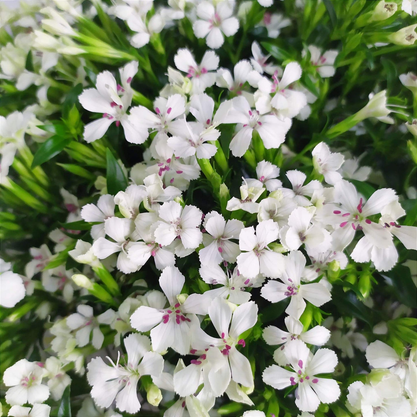 white flowers sweet william singapore