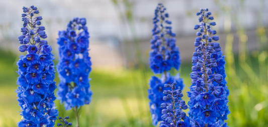 7 Types of Naturally Blue Flowers You Can Get In Singapore