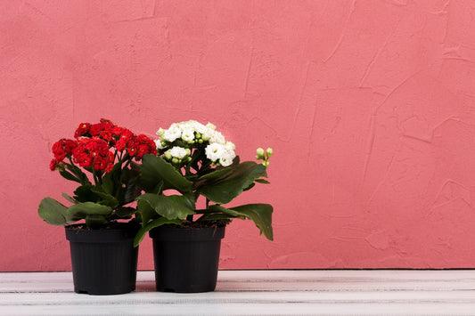20 Indoor Flowering Plants Perfect for Singapore’s Weather