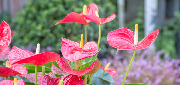 6 Beautiful Cut Tropical Flowers for Bouquets and Arrangements