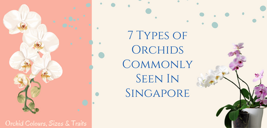 7 types of orchids commonly seen in singapore