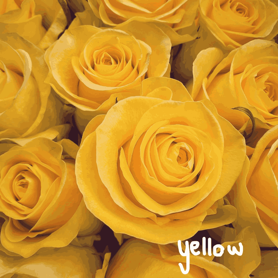 Yellow Roses Multipetals Classic 20 Roses Bouquet (Multiple Rose Colours)