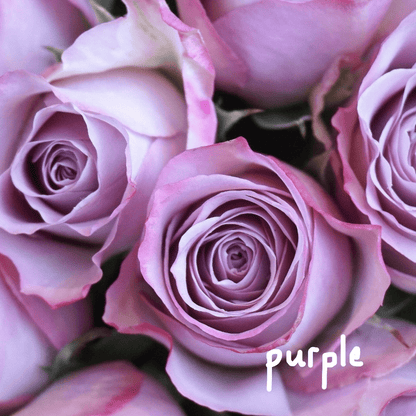 purple rose