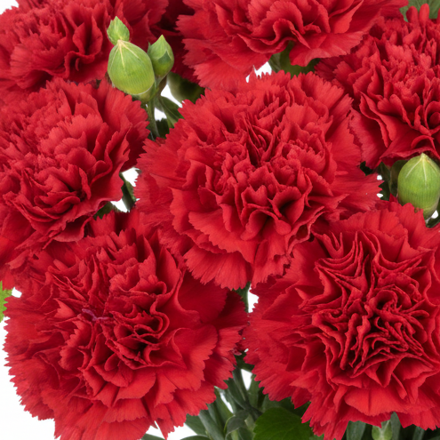 red carnations sg florist