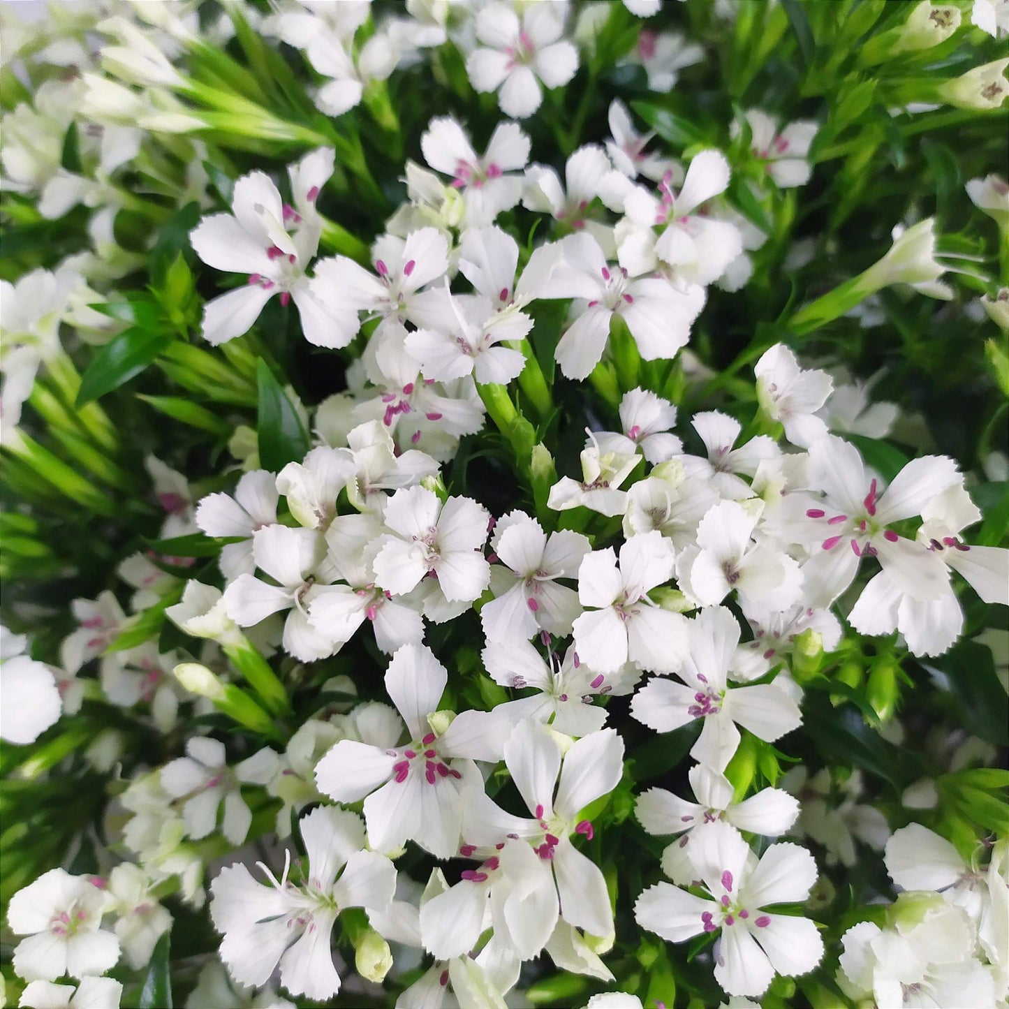 Sweet William Bunch - KXH Flowers