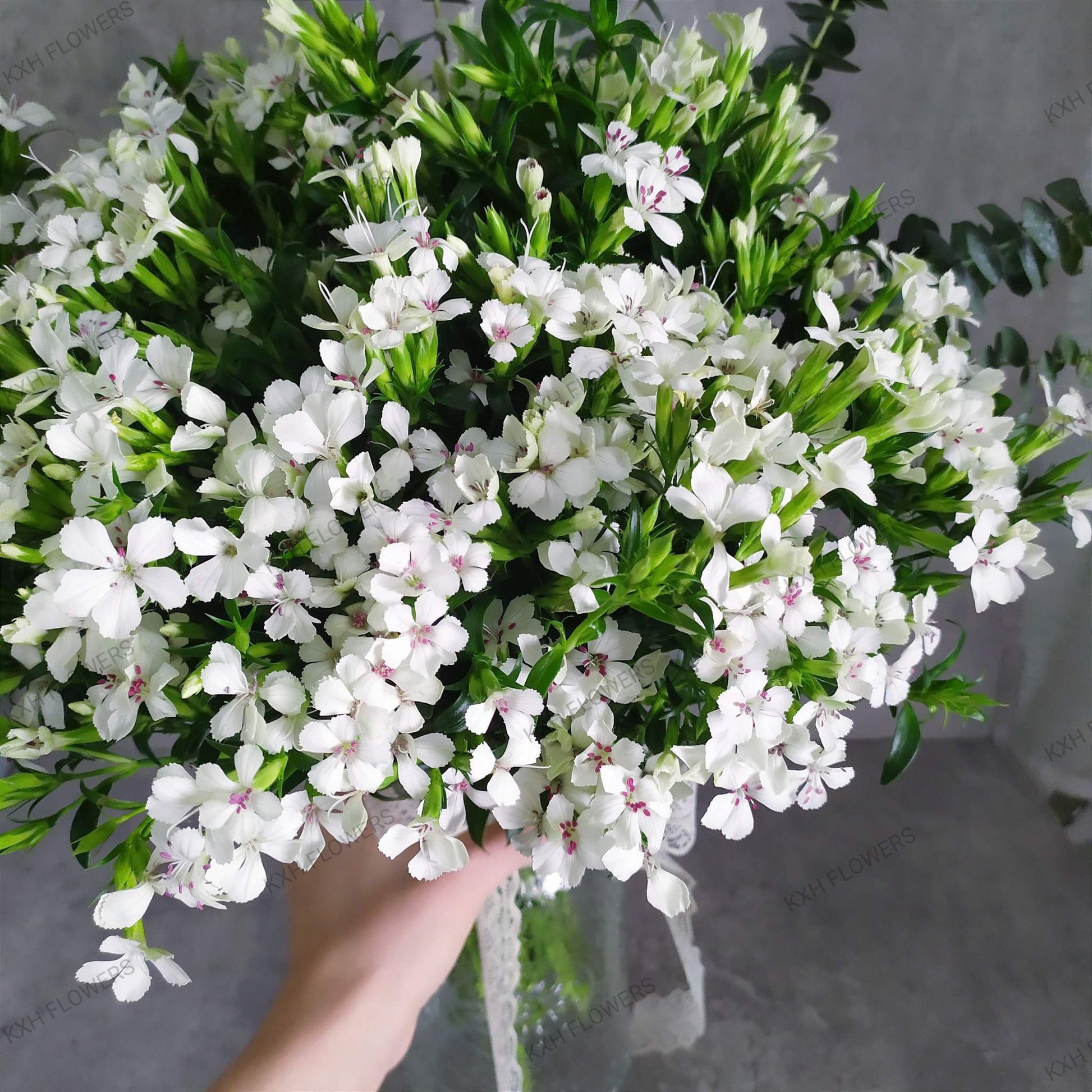 Sweet William Bunch (In Vase) - KXH Flowers