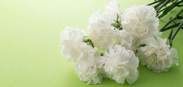 white carnations